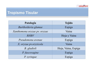 Vaneamiento arroz panama