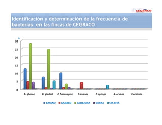 Vaneamiento arroz panama