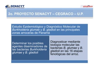Vaneamiento arroz panama