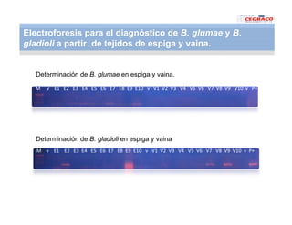 Vaneamiento arroz panama