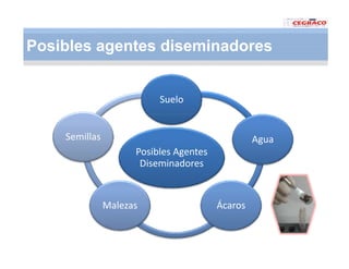 Vaneamiento arroz panama