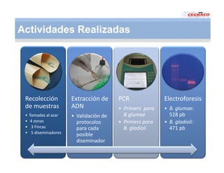 Vaneamiento arroz panama