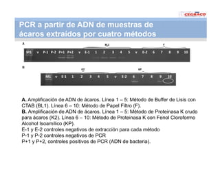 Vaneamiento arroz panama