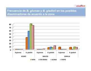 Vaneamiento arroz panama