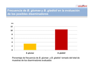 Vaneamiento arroz panama