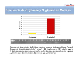 Vaneamiento arroz panama