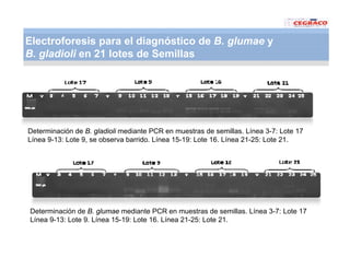 Vaneamiento arroz panama