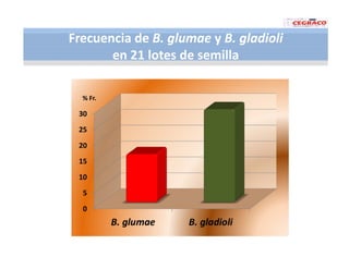 Vaneamiento arroz panama