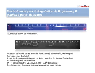 Vaneamiento arroz panama