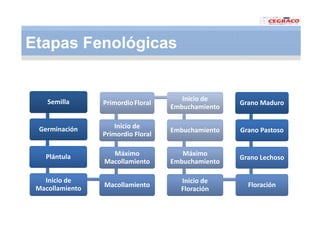Vaneamiento arroz panama