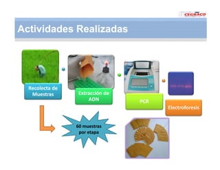 Vaneamiento arroz panama