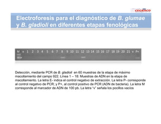 Vaneamiento arroz panama