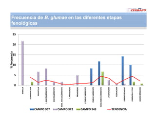 Vaneamiento arroz panama