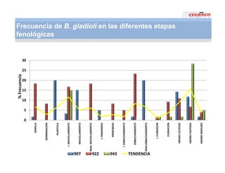 Vaneamiento arroz panama
