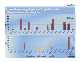 Vaneamiento arroz panama