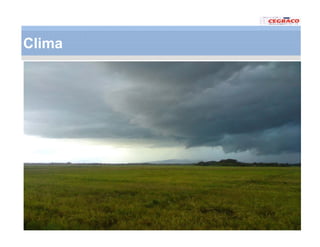 Vaneamiento arroz panama