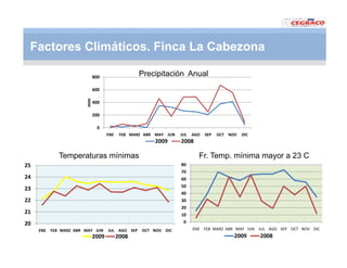 Vaneamiento arroz panama