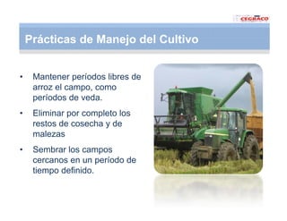 Vaneamiento arroz panama