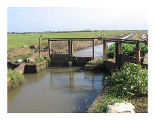 Vaneamiento arroz panama