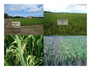 Vaneamiento arroz panama