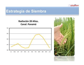 Vaneamiento arroz panama