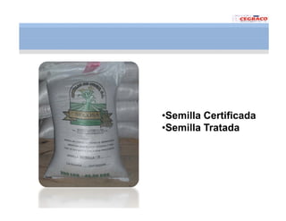 Vaneamiento arroz panama