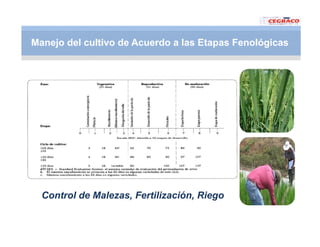 Vaneamiento arroz panama