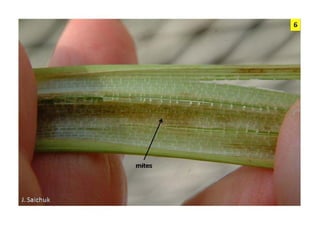 Vaneamiento arroz panama