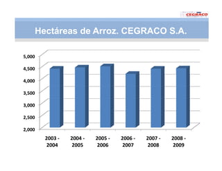 Vaneamiento arroz panama