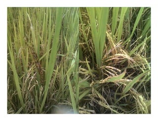 Vaneamiento arroz panama