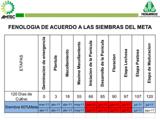 Vaneamiento del arroz en colombia