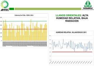 Vaneamiento del arroz en colombia