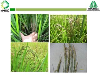 Vaneamiento del arroz en colombia