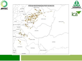 Vaneamiento del arroz en colombia