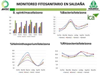 Vaneamiento del arroz en colombia