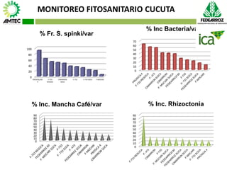 Vaneamiento del arroz en colombia