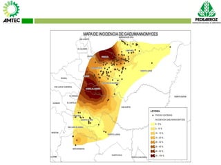 Vaneamiento del arroz en colombia