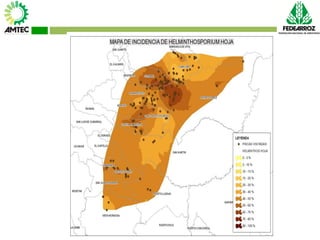 Vaneamiento del arroz en colombia