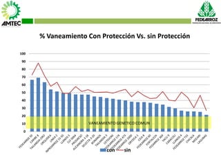 Vaneamiento del arroz en colombia