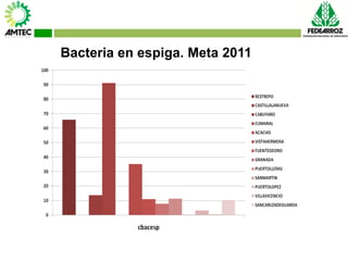 Vaneamiento del arroz en colombia