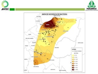 Vaneamiento del arroz en colombia