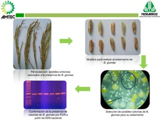Vaneamiento del arroz en colombia