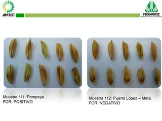 Vaneamiento del arroz en colombia