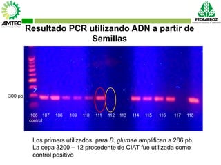 Vaneamiento del arroz en colombia
