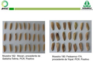 Vaneamiento del arroz en colombia