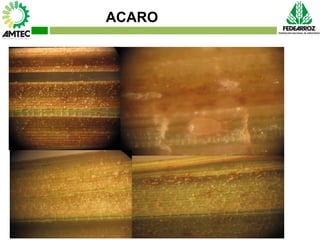Vaneamiento del arroz en colombia