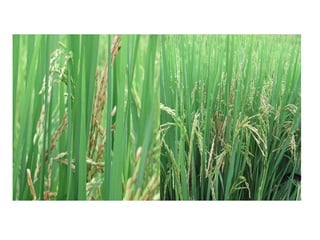 Vaneamiento del arroz en colombia