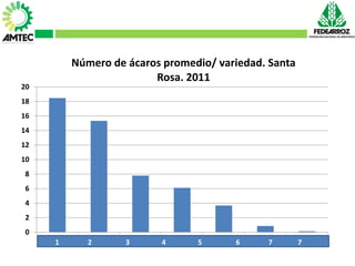 Vaneamiento del arroz en colombia
