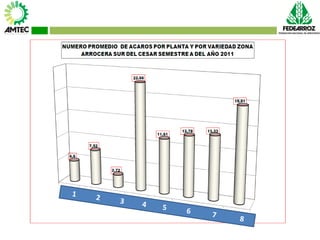 Vaneamiento del arroz en colombia