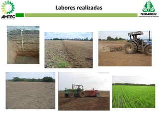 Vaneamiento del arroz en colombia